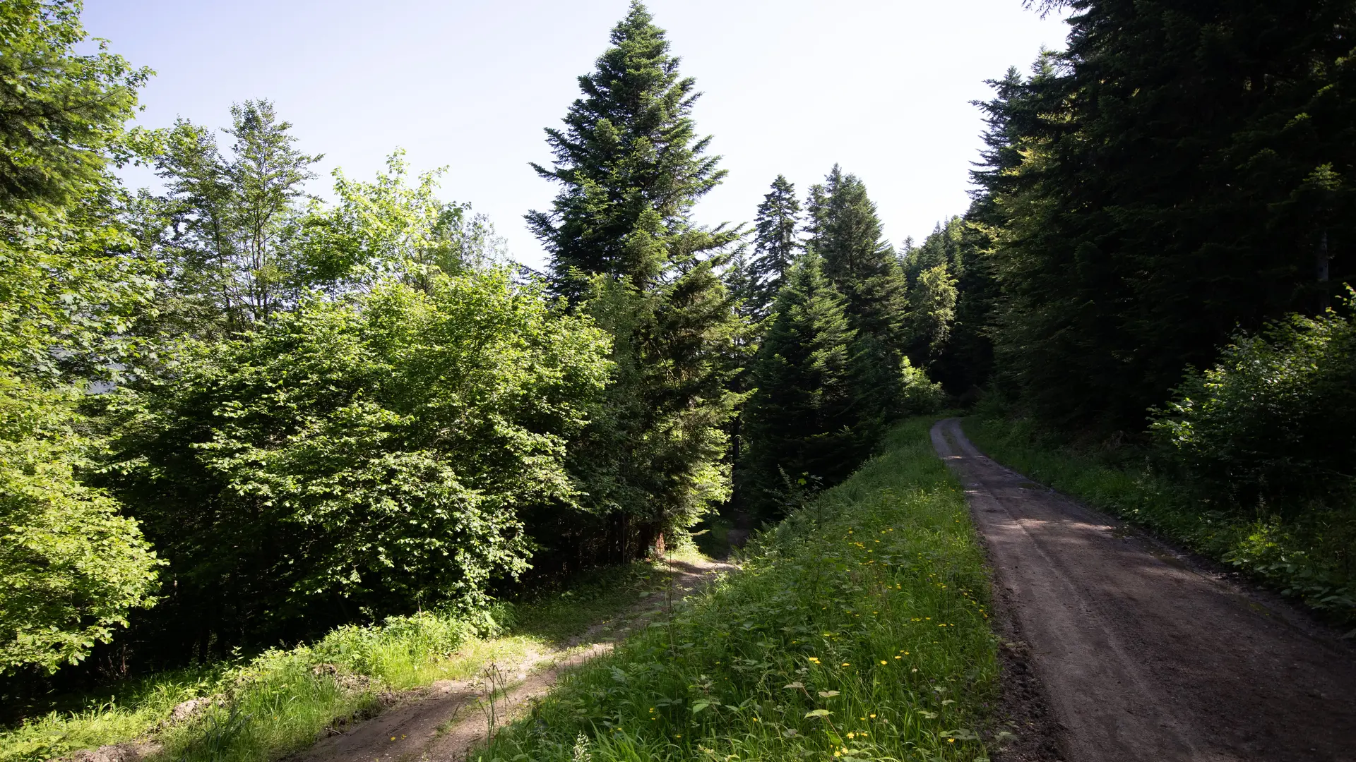 sentier
