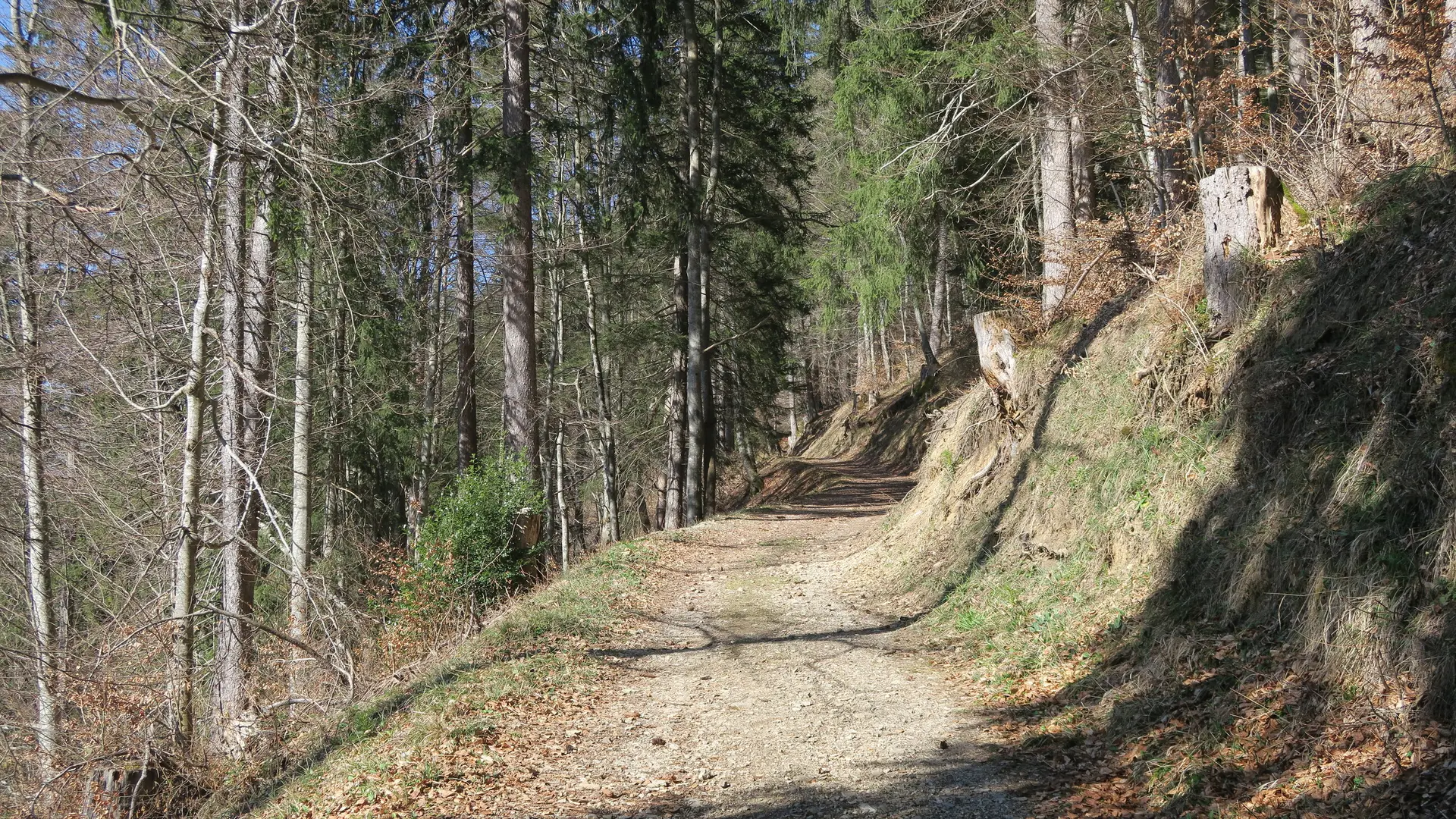Chemin forestier vers la Chaux