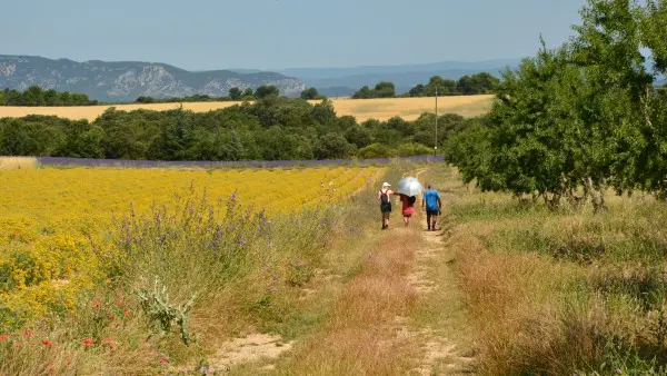 Visit winery and lavender farm