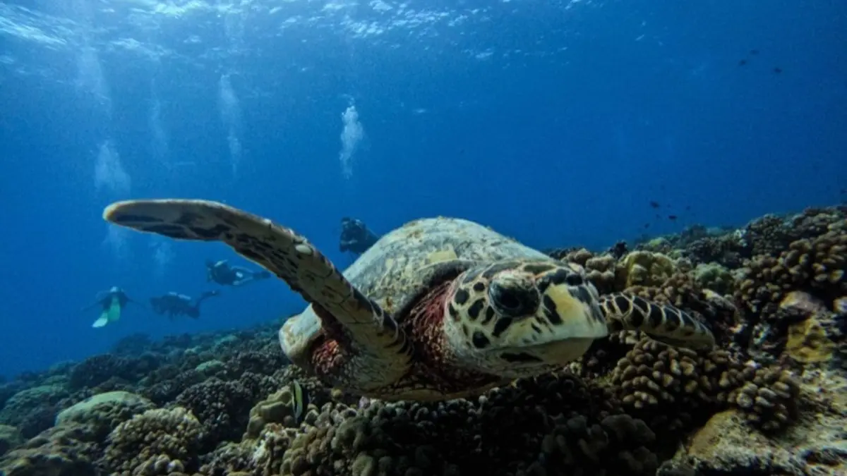 Raie Manta Diving Tikehau