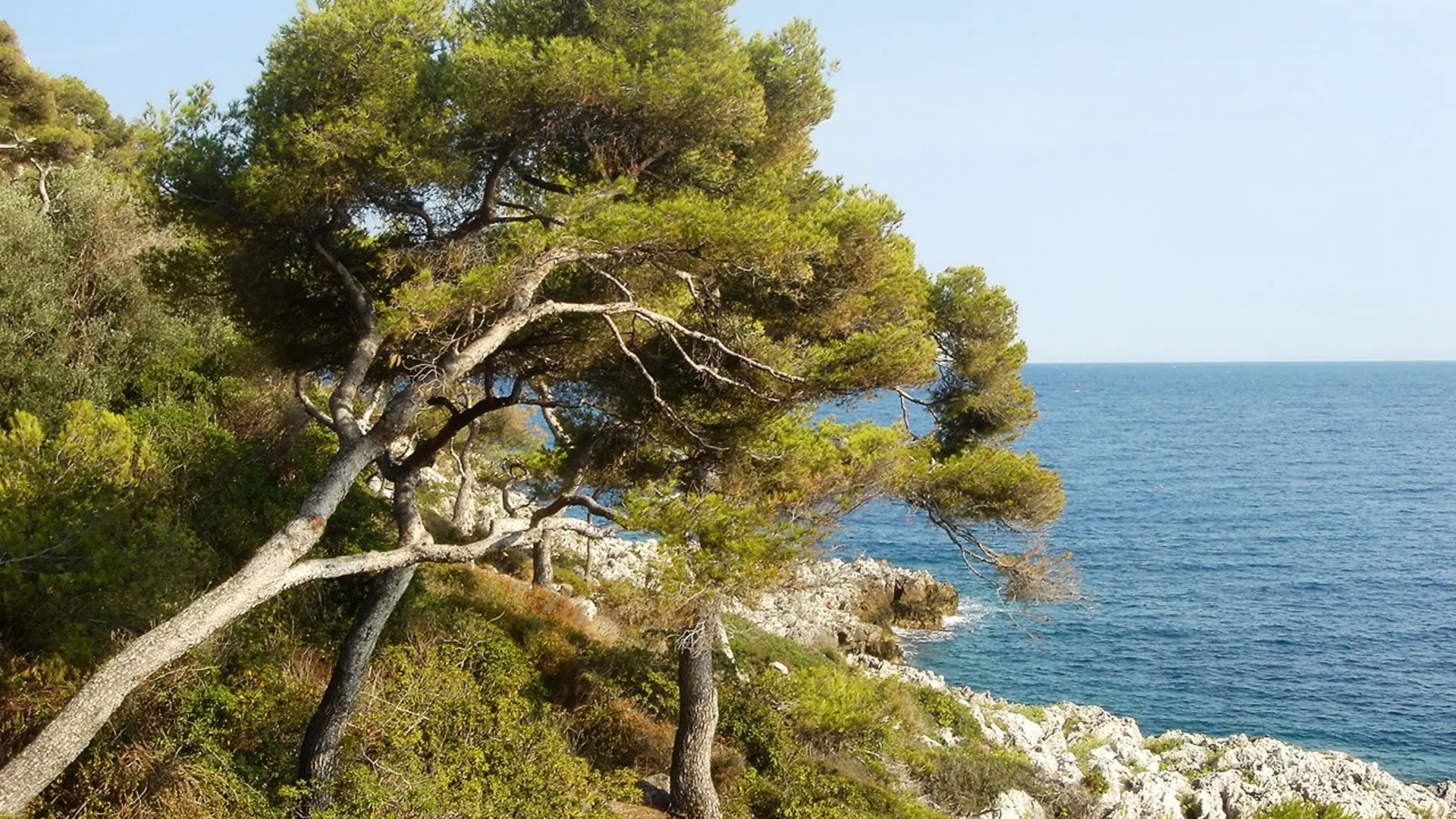 pins du cap martin