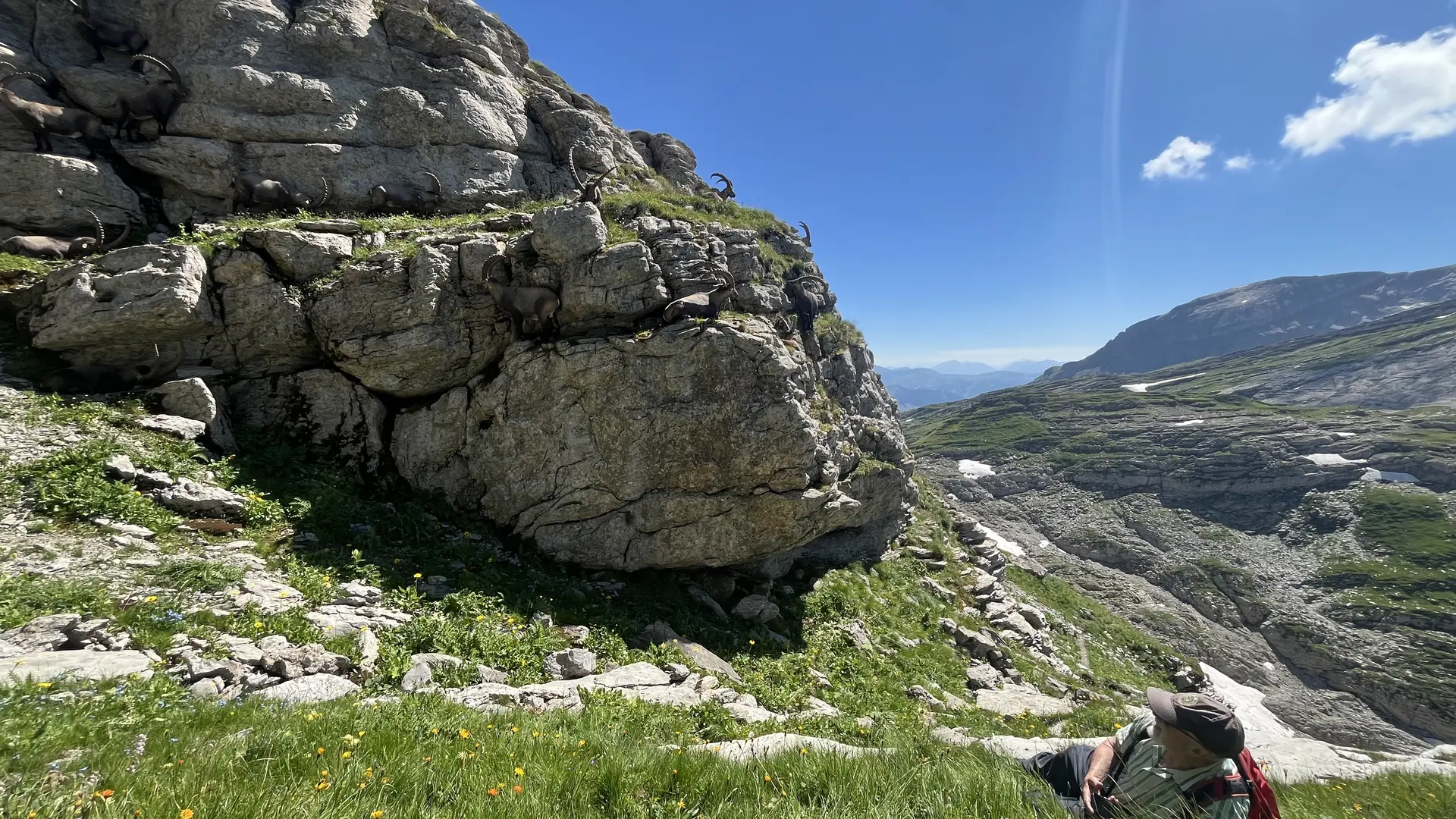 Wildlife spotten in de Désert de Platé