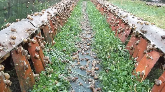 Elevage d'escargots - Matafelon Granges