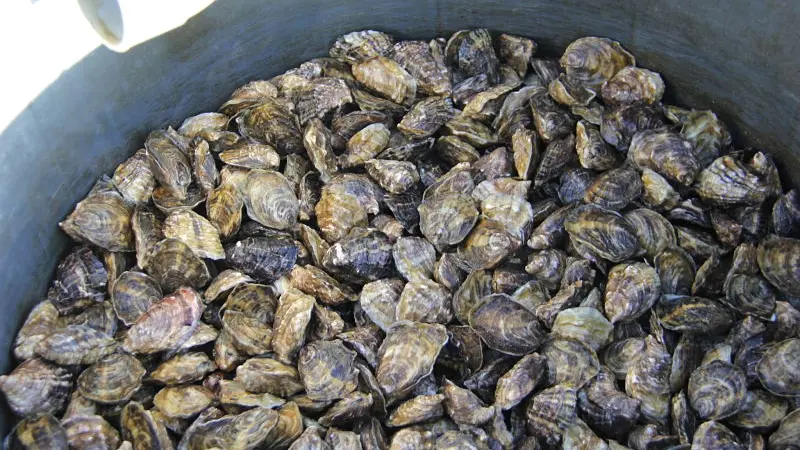 Ostras en tamiz