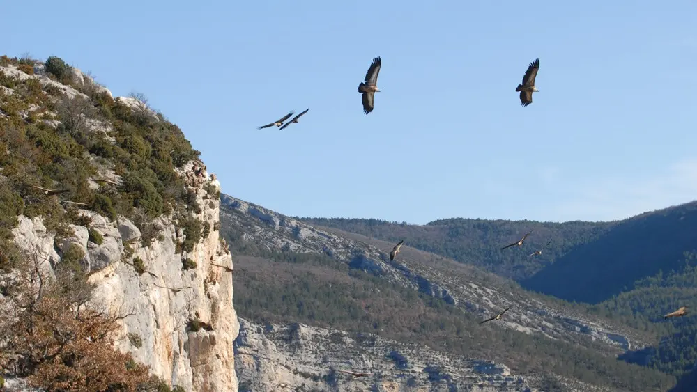 REMUZAT LE SITE DES VAUTOURS A 34 KM DU DOMAINE