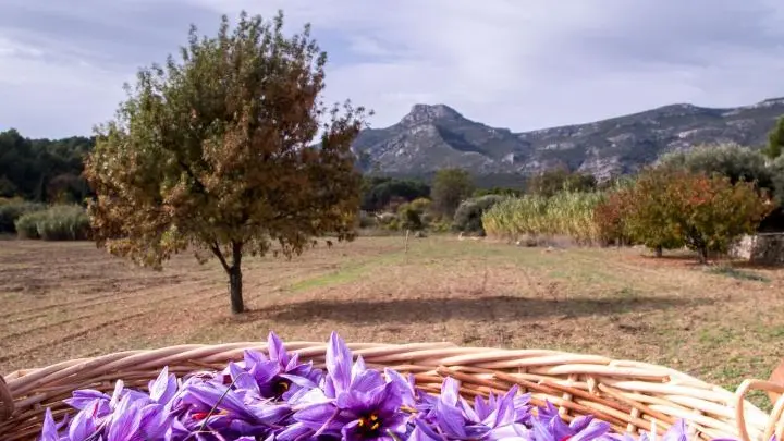 Notre récolte de safran