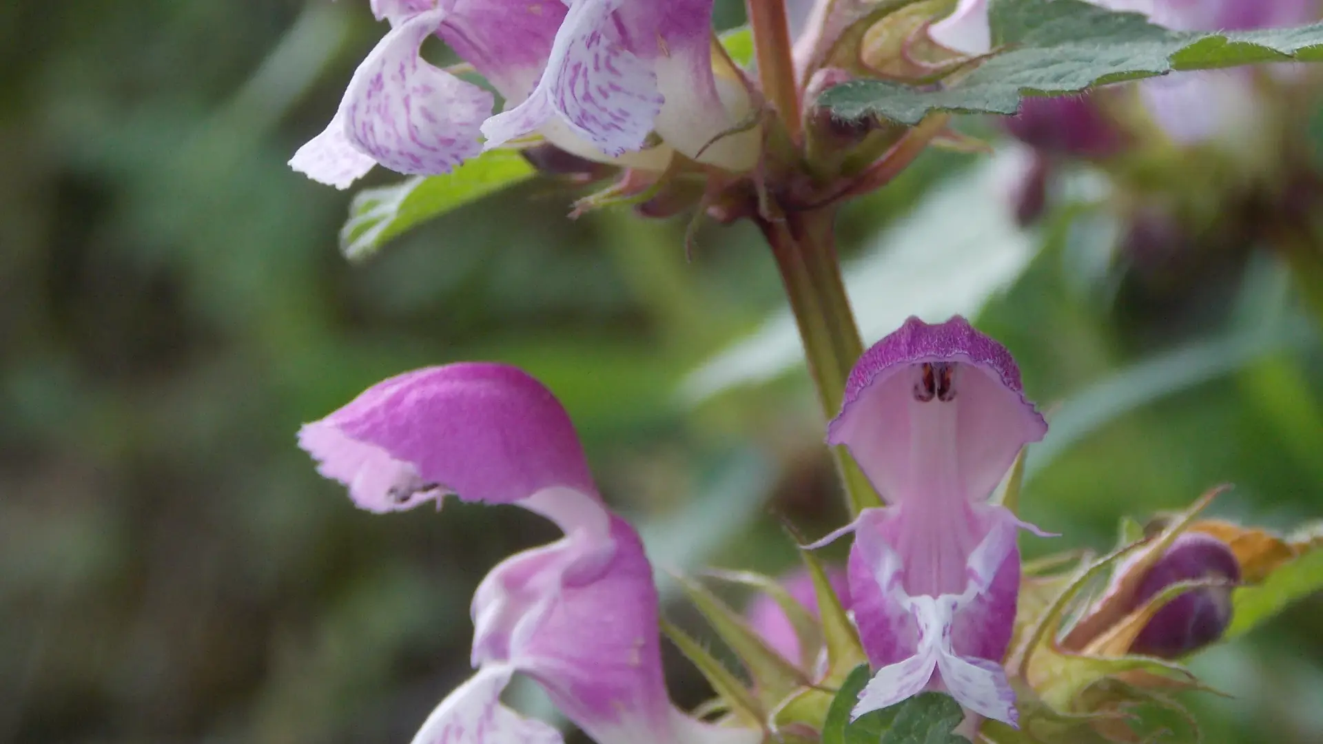 Les secrets des plantes du Domaine Solence
