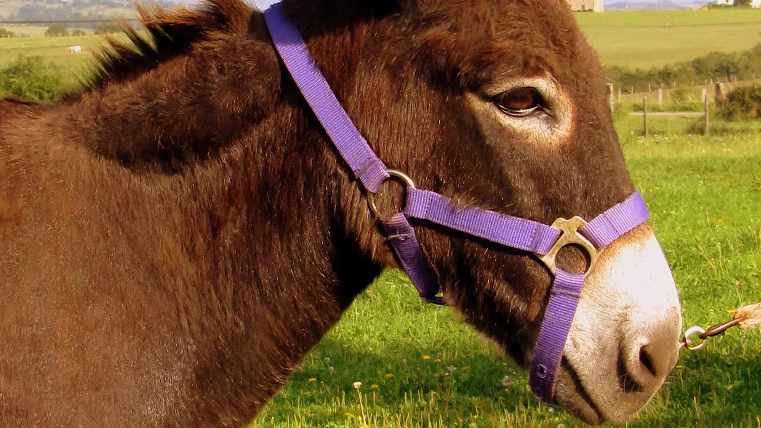Balades et randonnées avec des ânesses