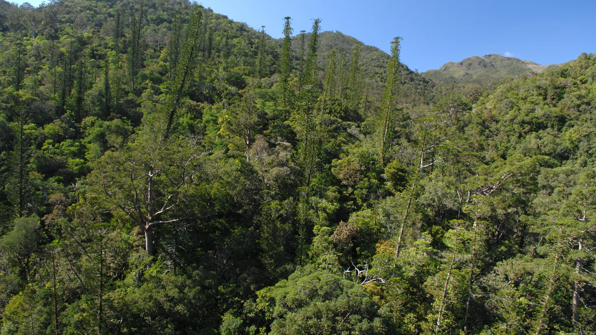 Kaori (Agathis Lanceolata)