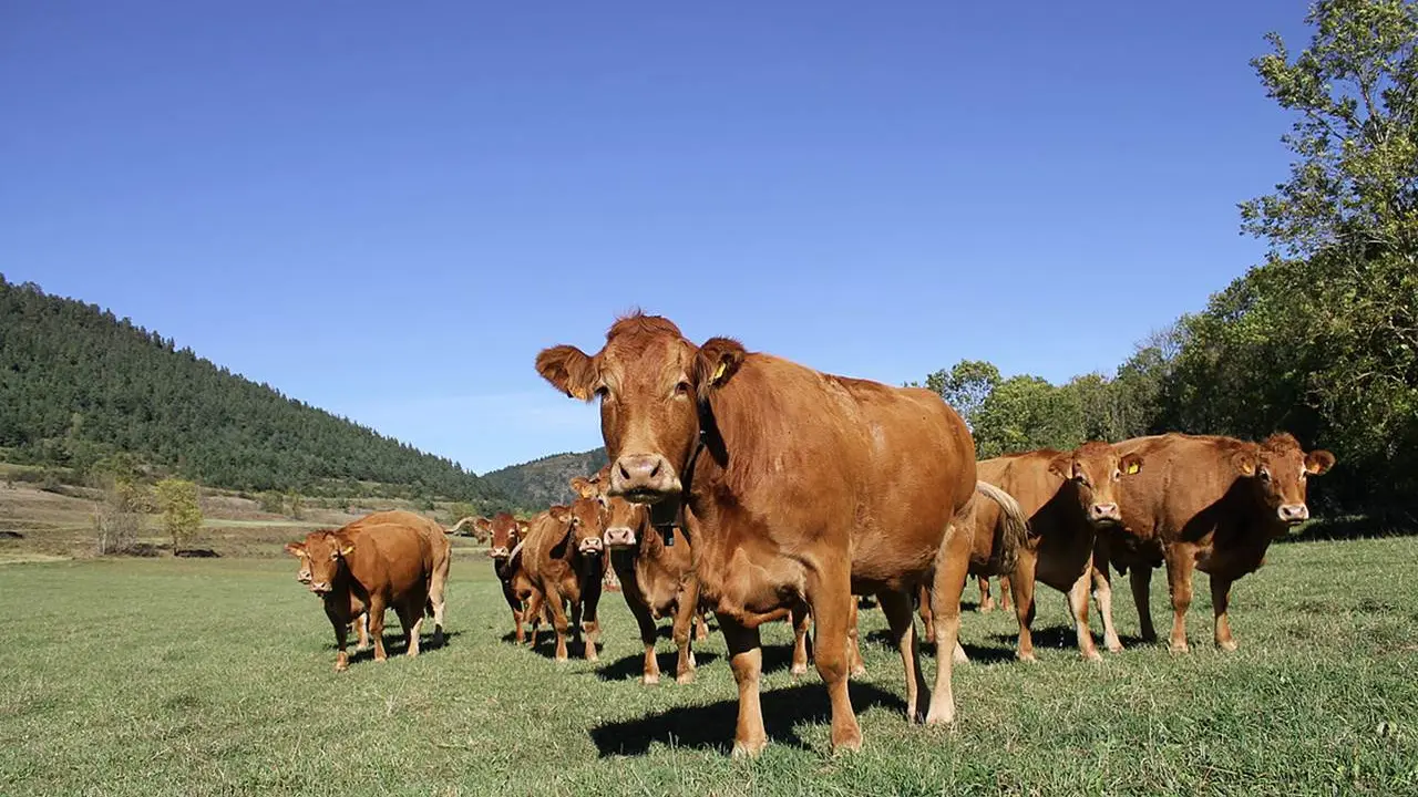 Ferme de la Cabaillère troupeau vaches limousines