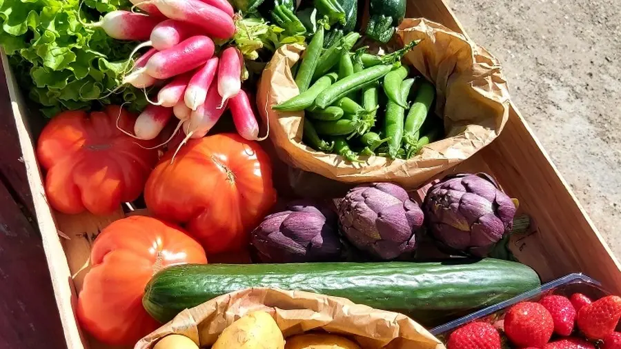 Producteur Bourgier & fils à Saint-Rémy-de-Provence