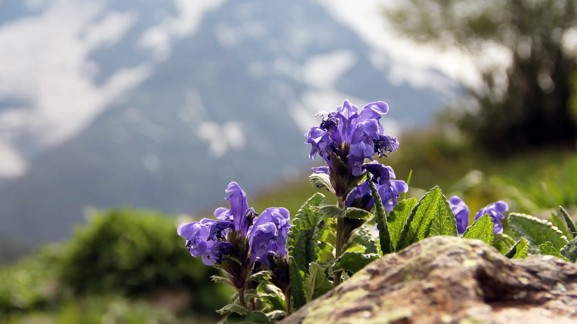 Fleur avec en arrière plan les glaciers de la Meije