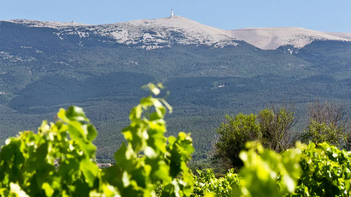 Château Pesquié