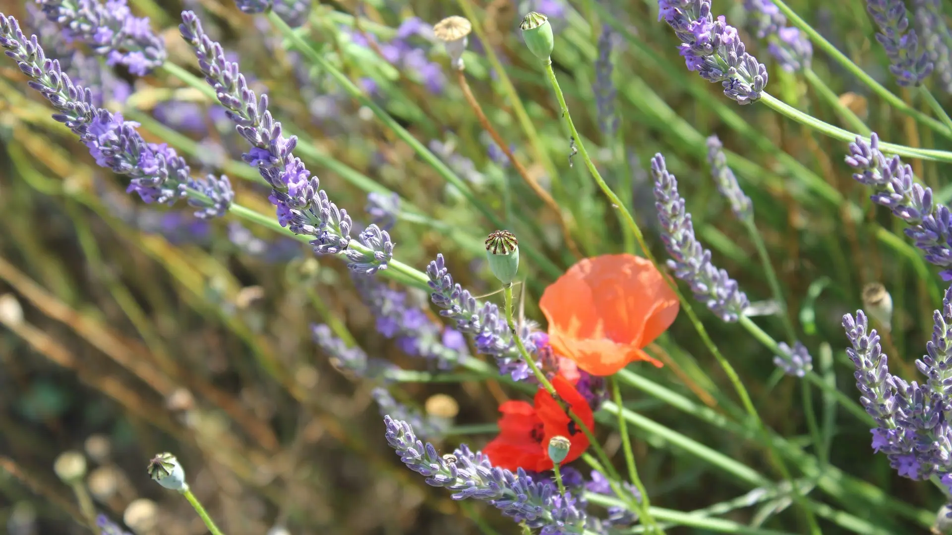 Les Sentiers de l'Abondance in Eygalières Flowers