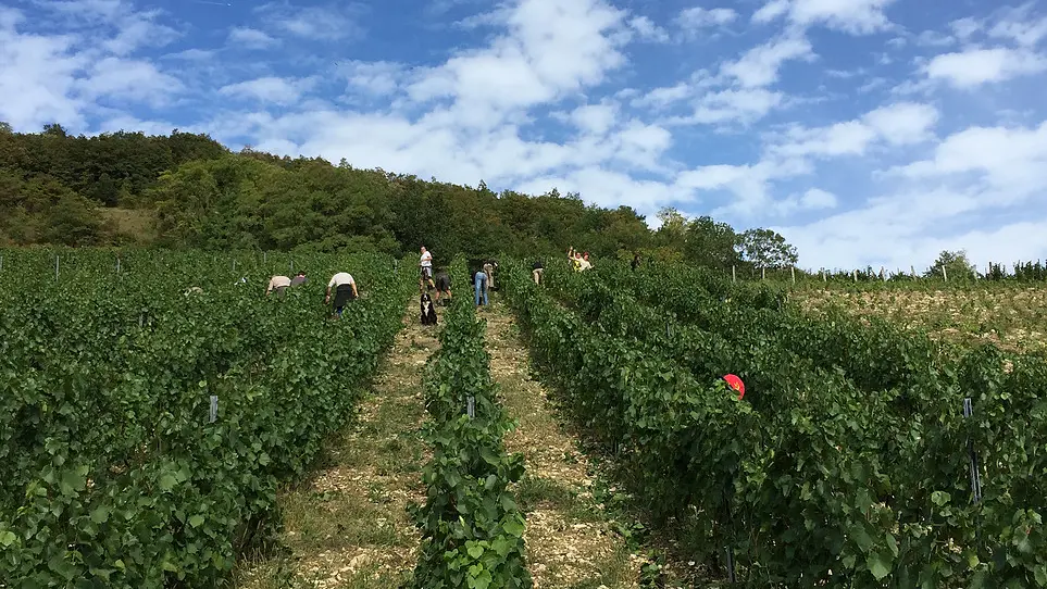 Vendanges