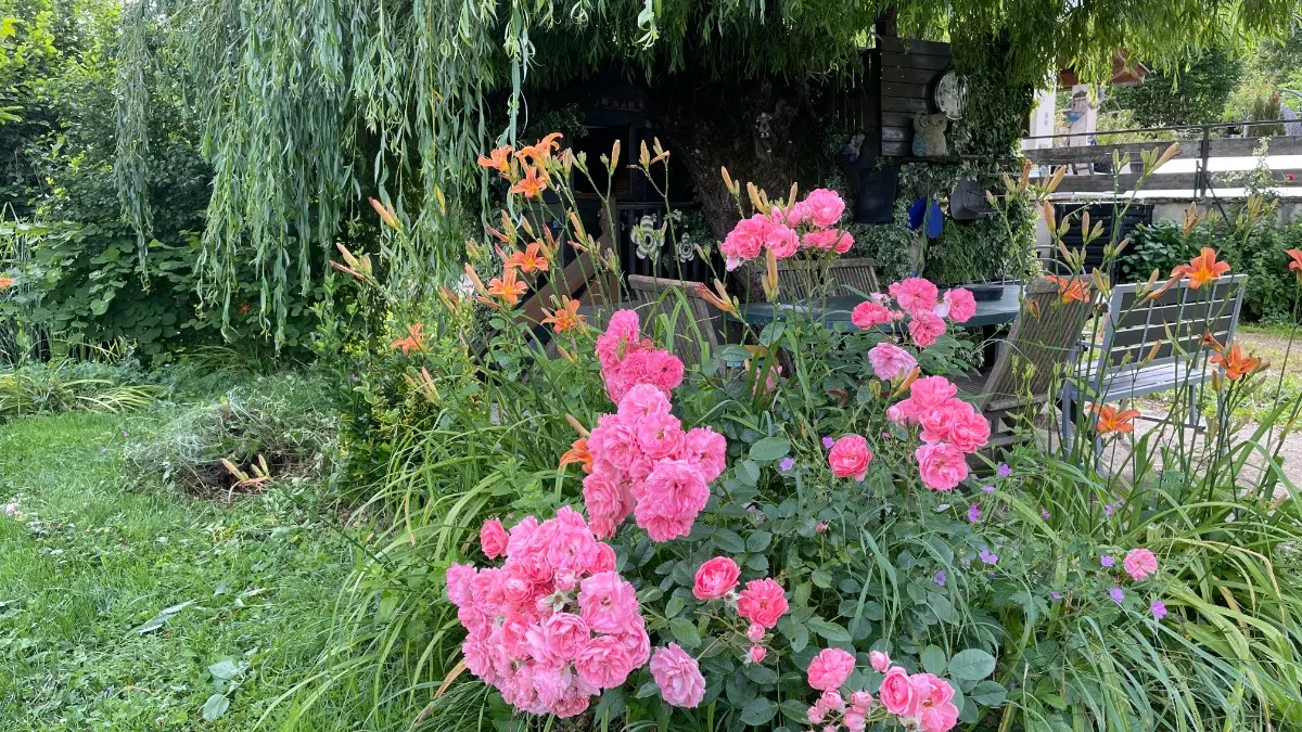 Le saule.