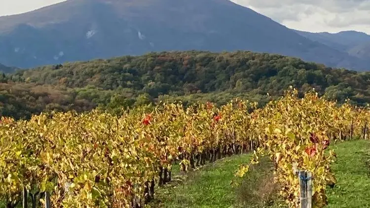 Le vignoble