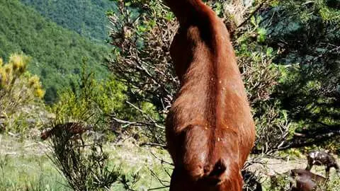 la draille des Roves