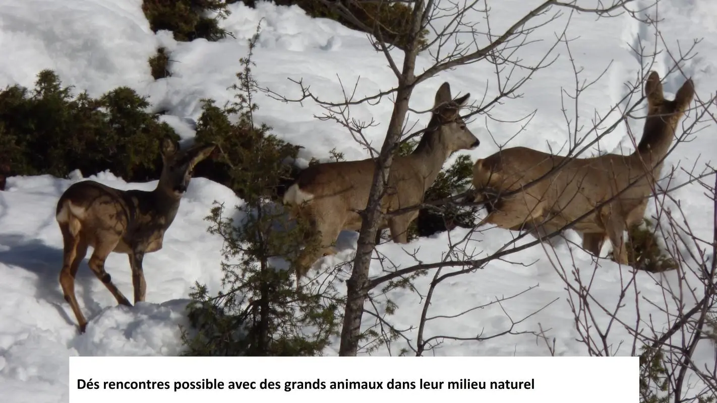 une faune nombreuse et diversifiée dans le Mercantour