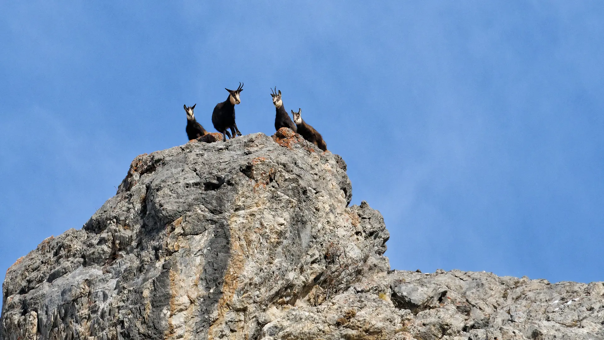 Chamois au Creux desSouches