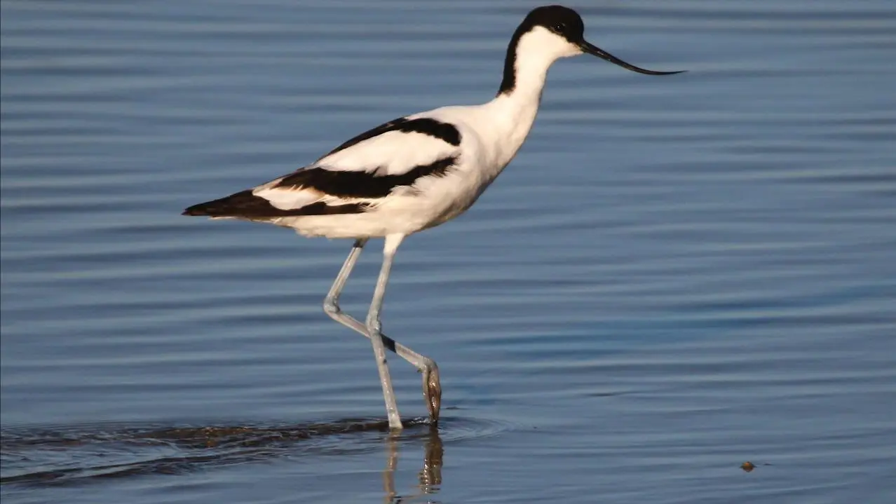 AVOCETTE