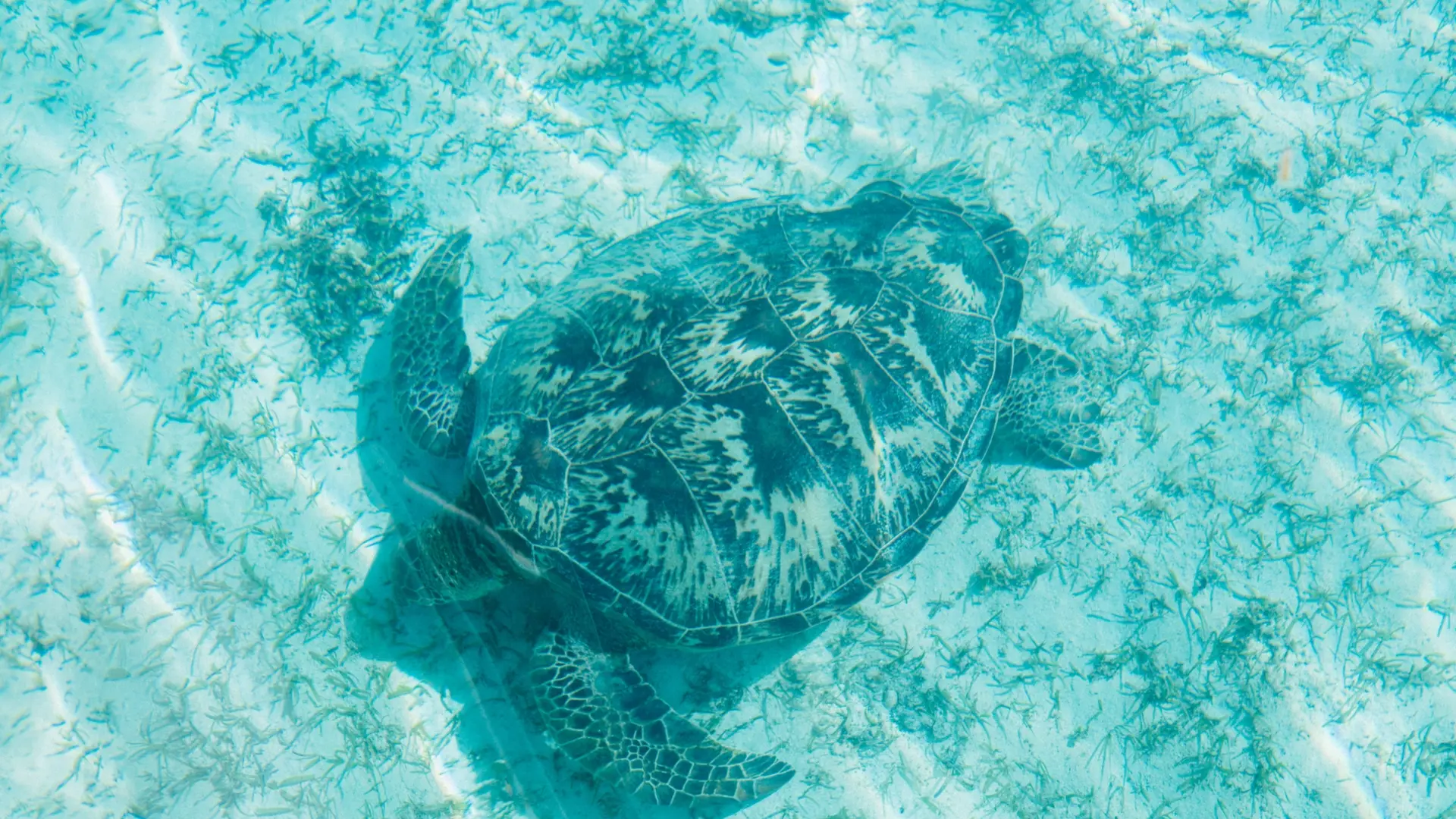 Meet turtles at Signal Islet around Noumea