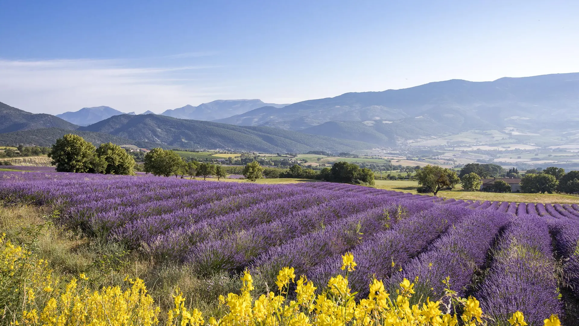 Pique nique au milieu des lavandes