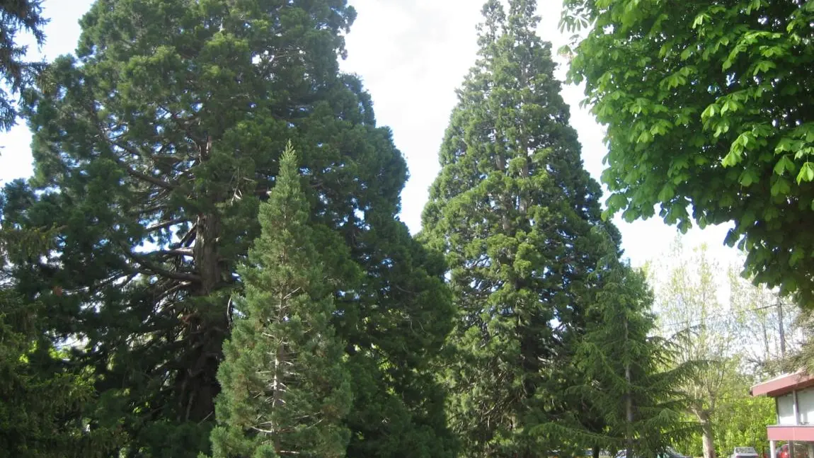 Parc des Séquoias