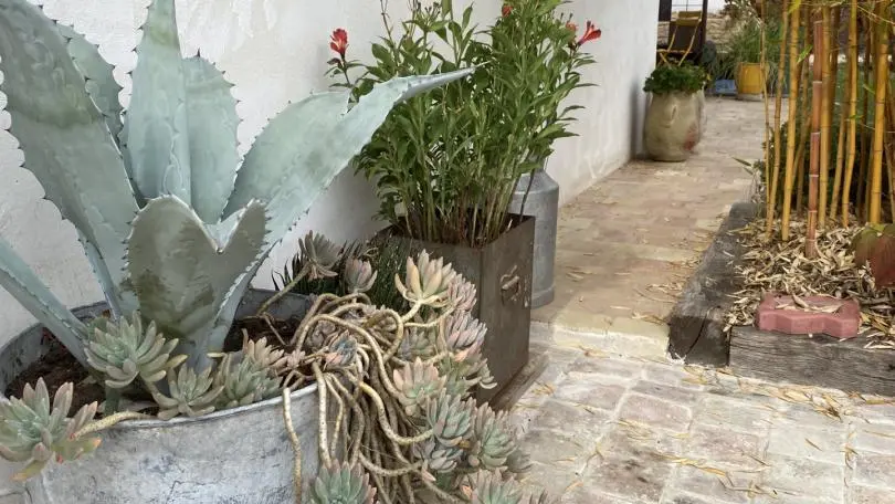 LES PLANTES GRASSES NOTRE BONHEUR