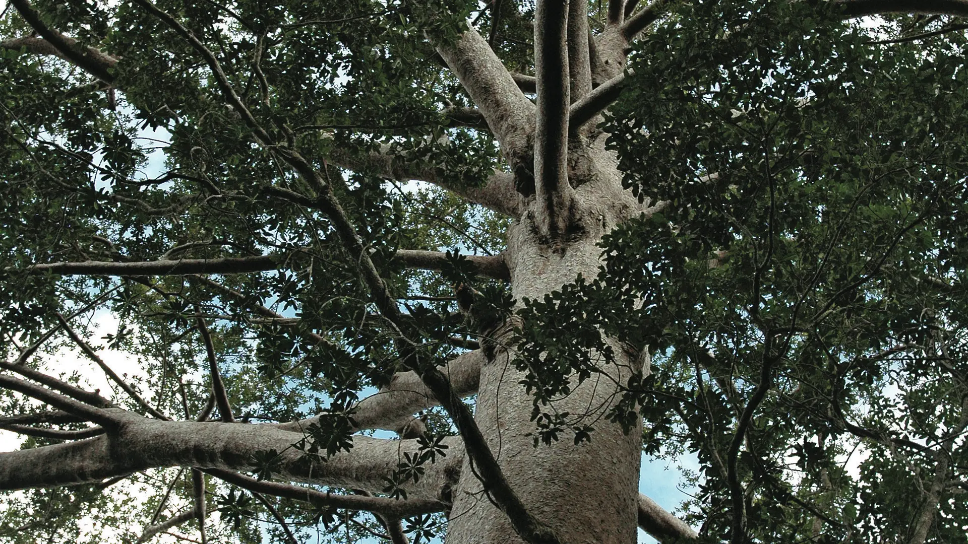 Kaori (Agathis Lanceolata)