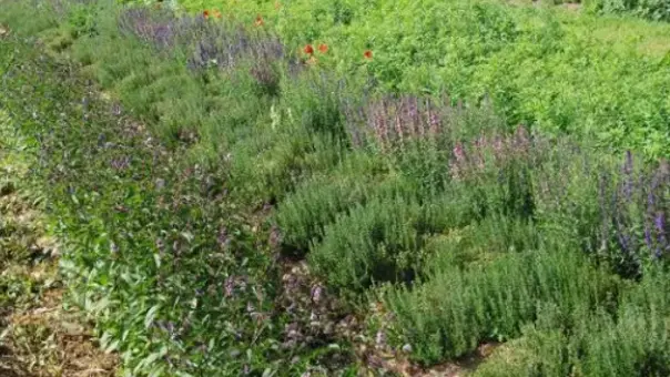 Miels & herboristerie