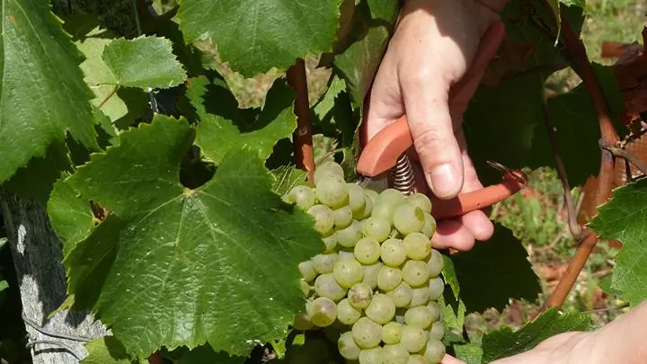 Domaine Antoine Véronique Cerdon