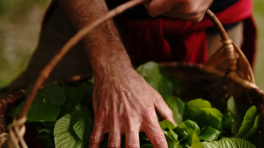 Les herbes simples - Mélanie Payre