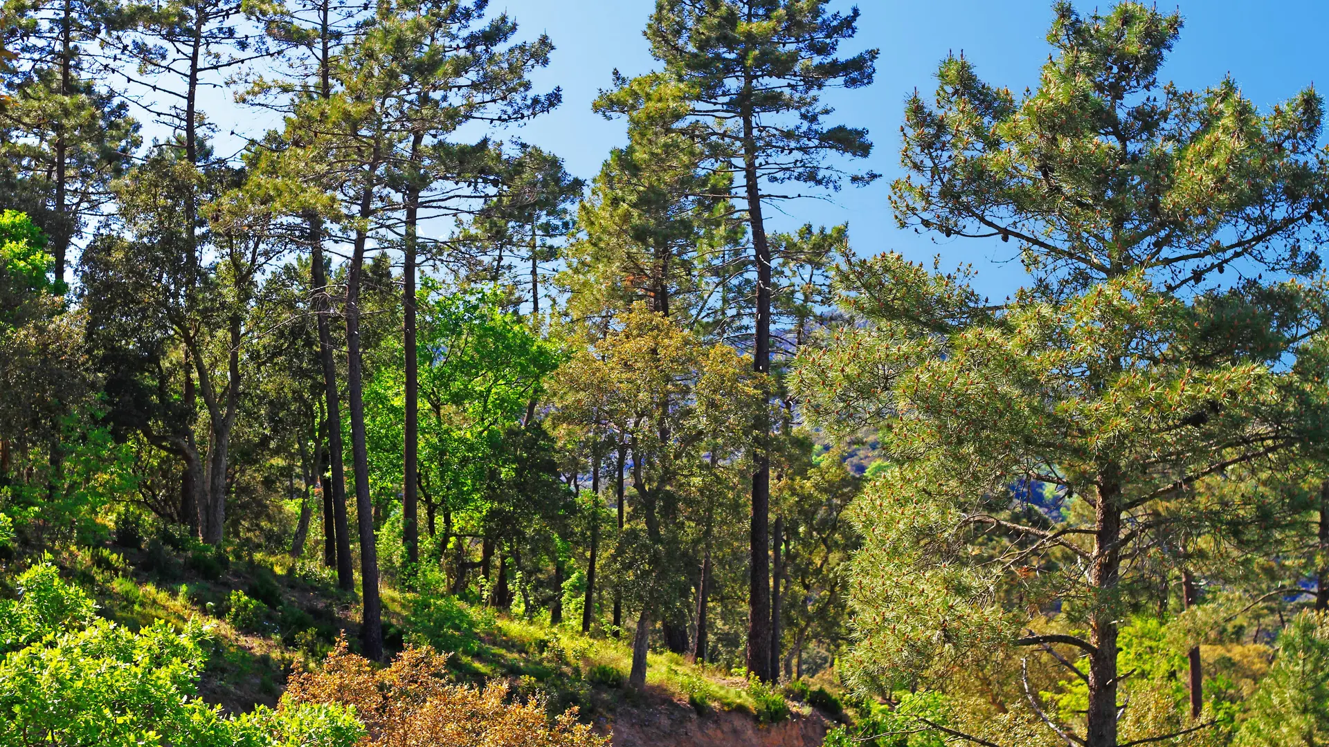 Au pied du mont Vinaigre_Fréjus