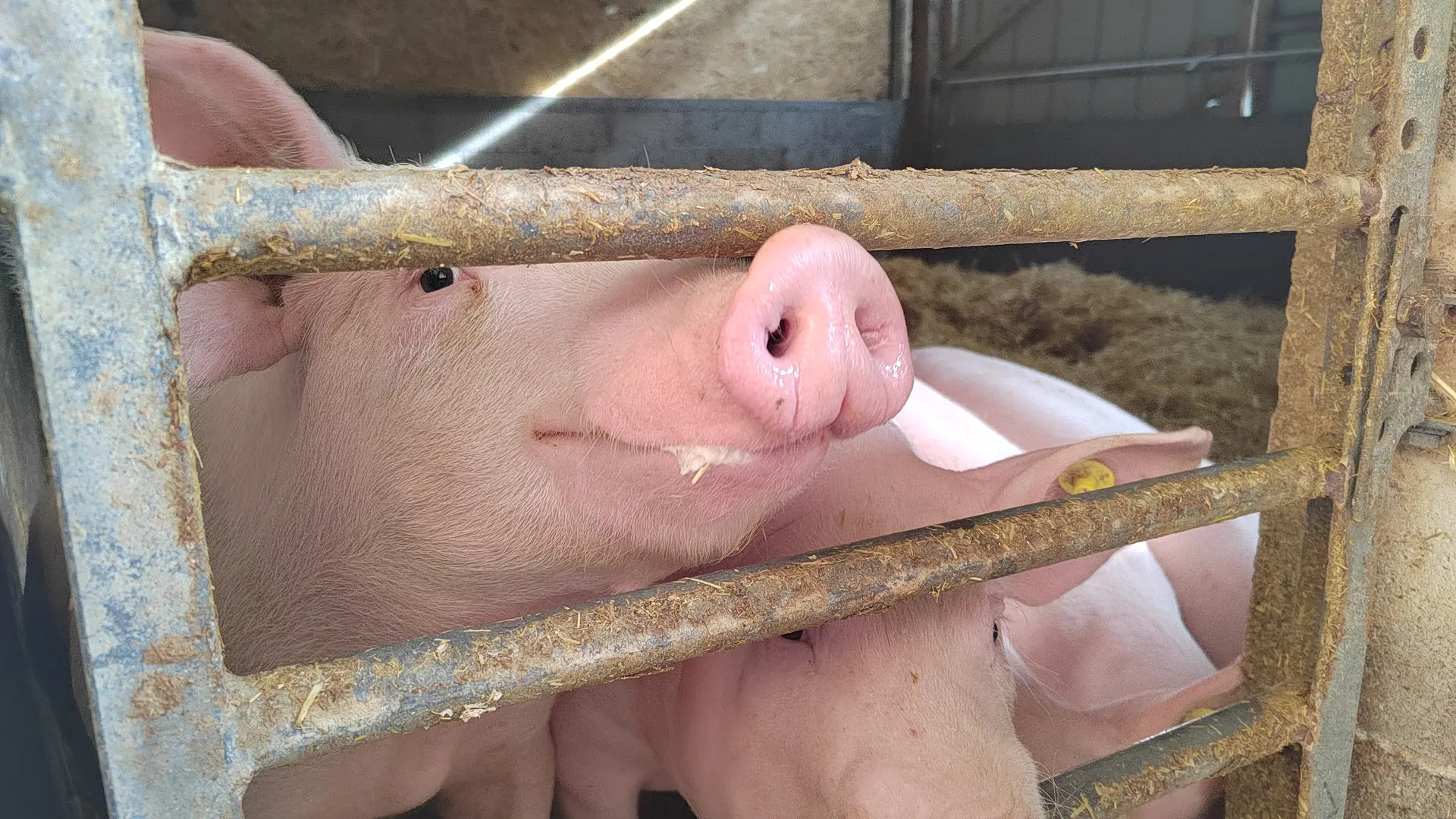 les cochons du GAEC du petit puy - Villard saint Pancrace