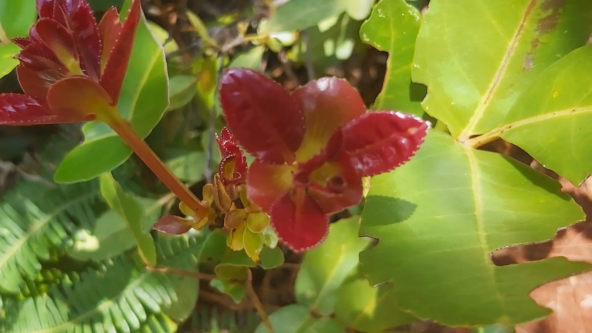 Quoi de mieux que de partir en randonnée, immergé dans un site de biodiversité végétale ?