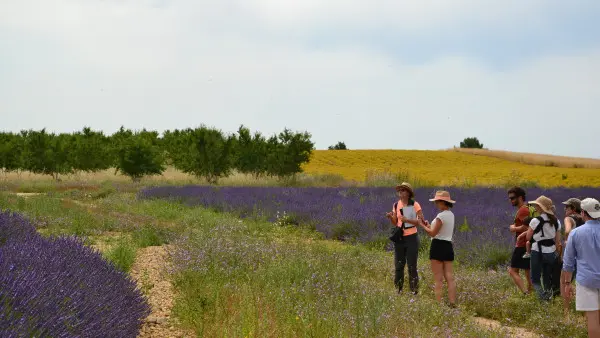 Visit winery and lavender farm