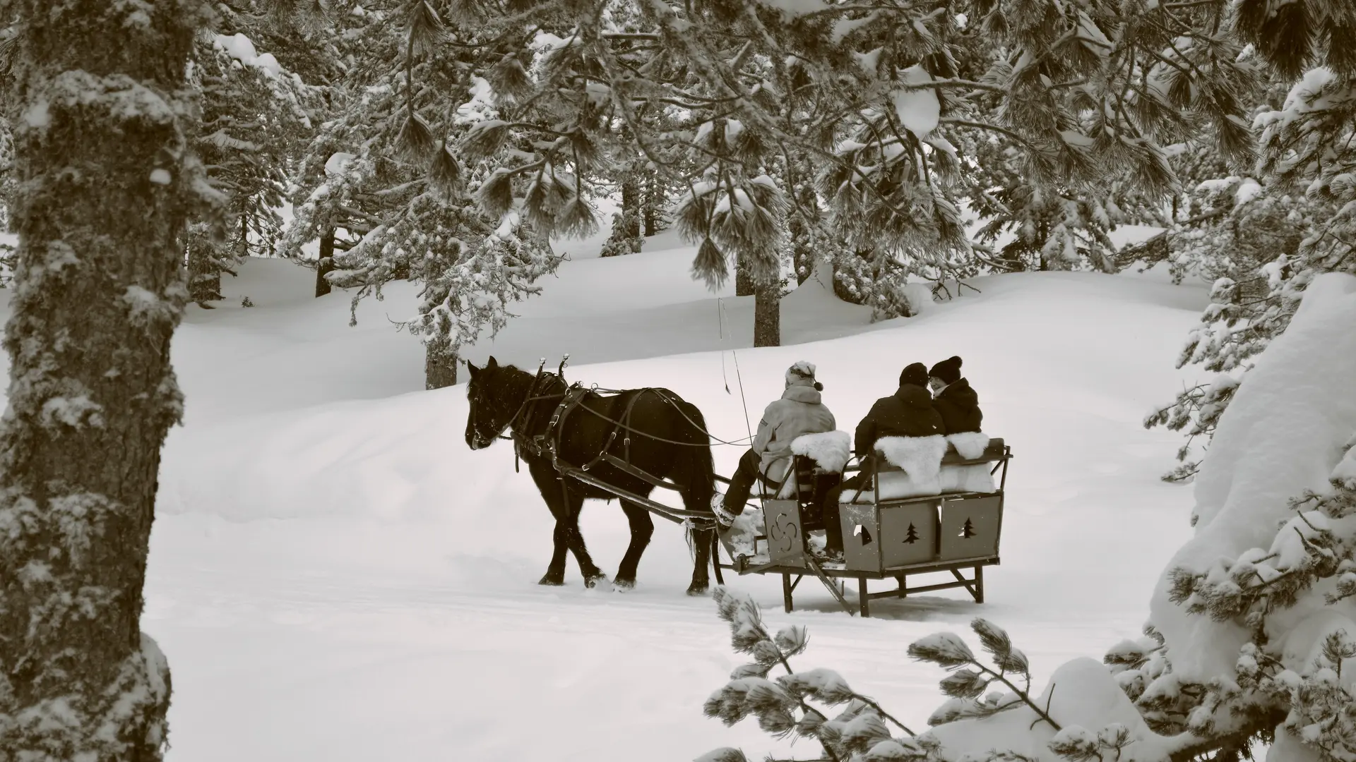 traineau cheval