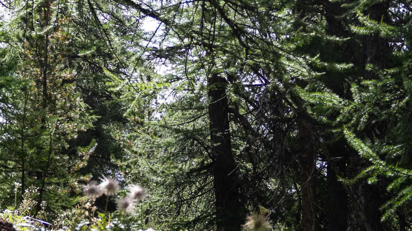 Balade sur le sentier pédagogique de la Taure avec un paysage en forêt dans la réserve biologique du Bois des Ayes