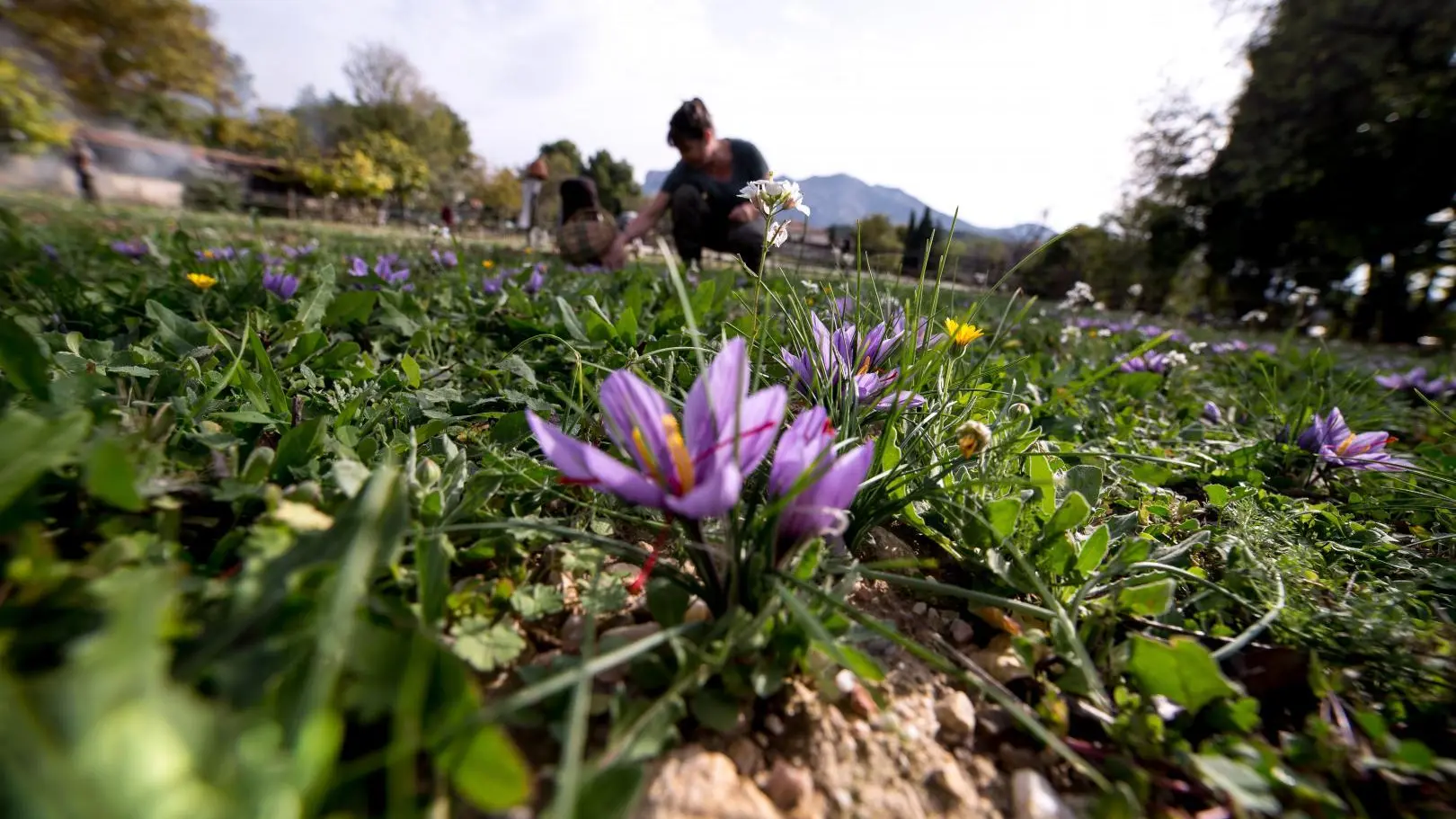 La cueillette du safran