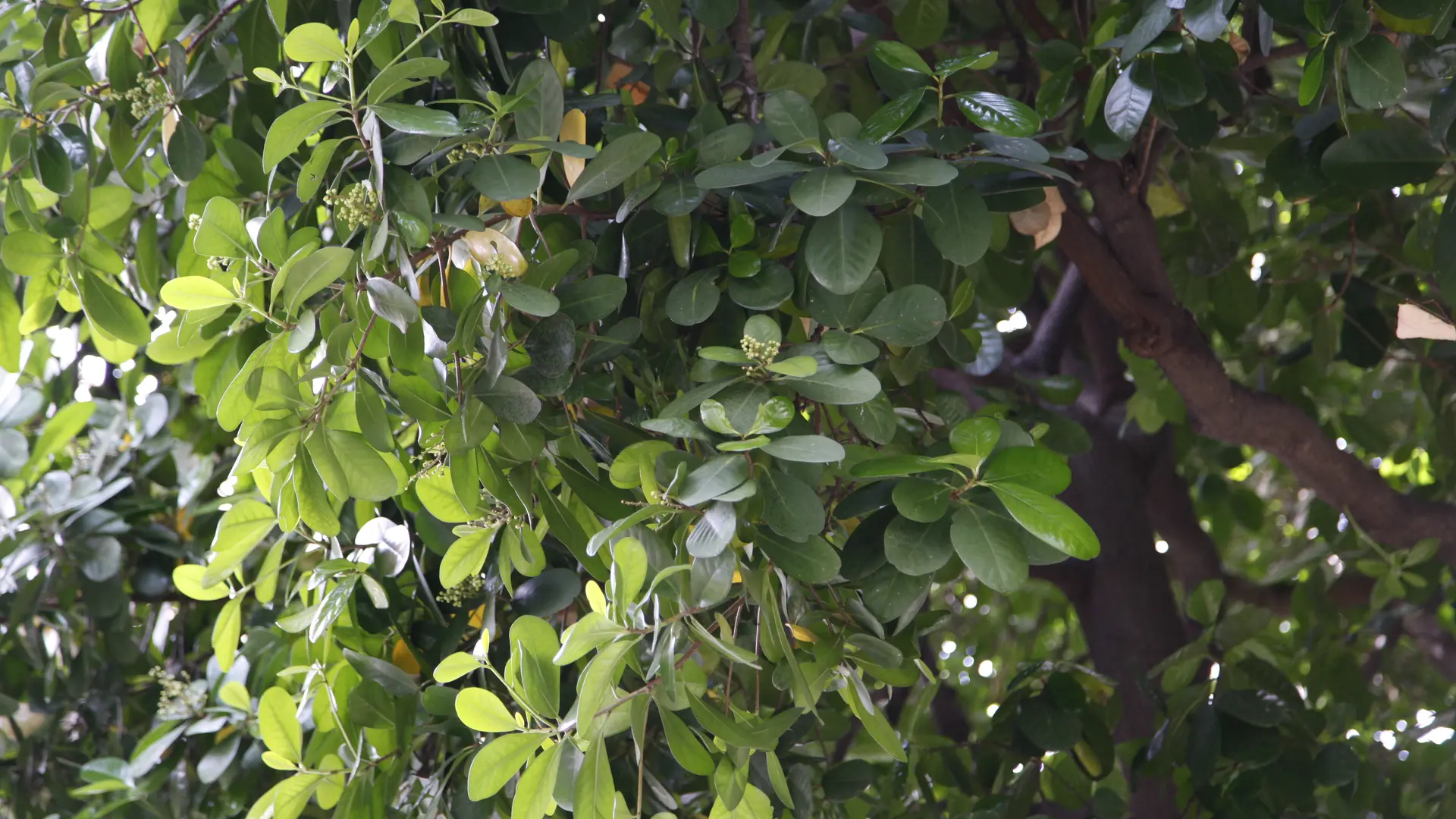 Corynocarpys Laevigata