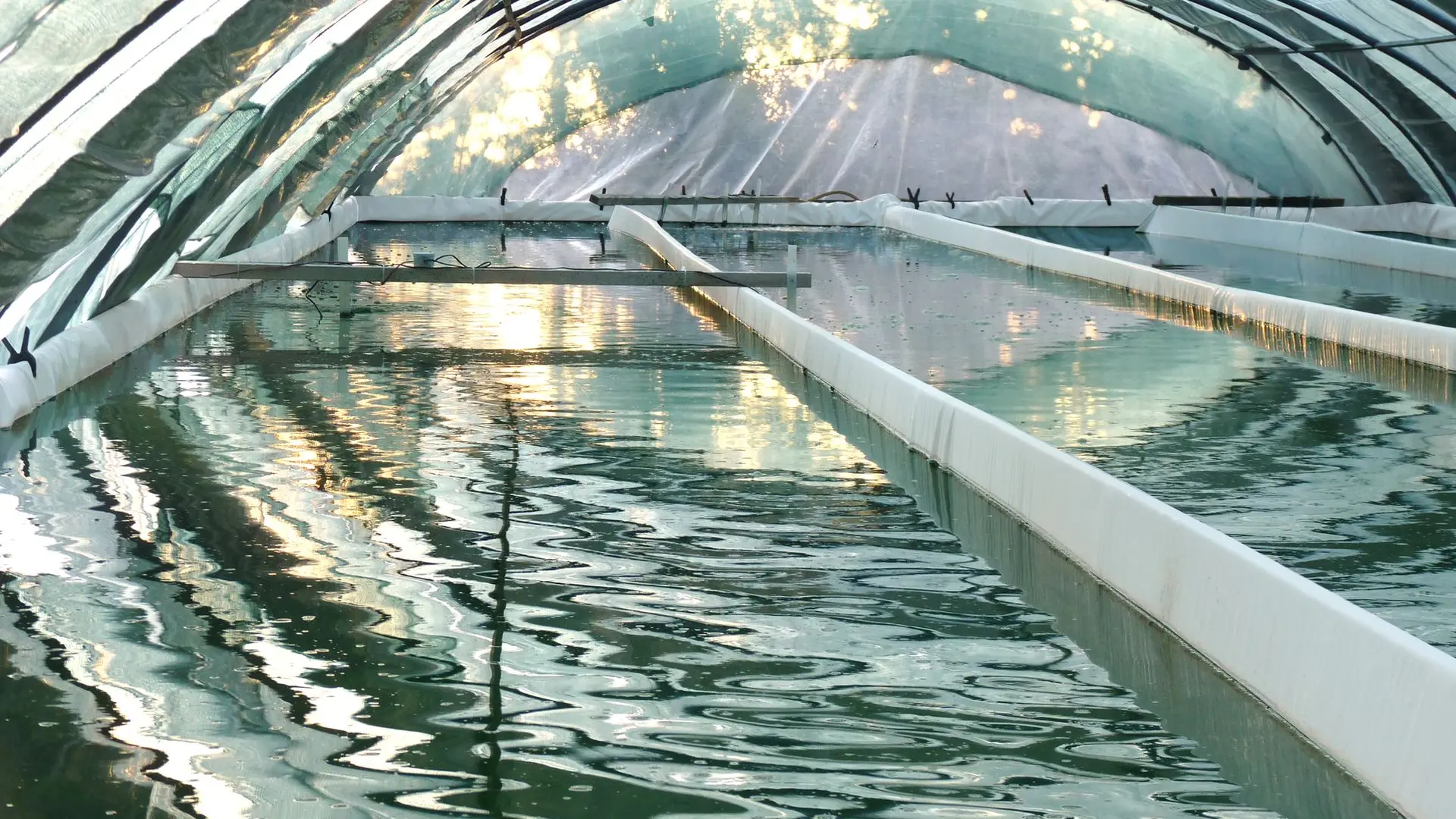 Spiruline de Callas