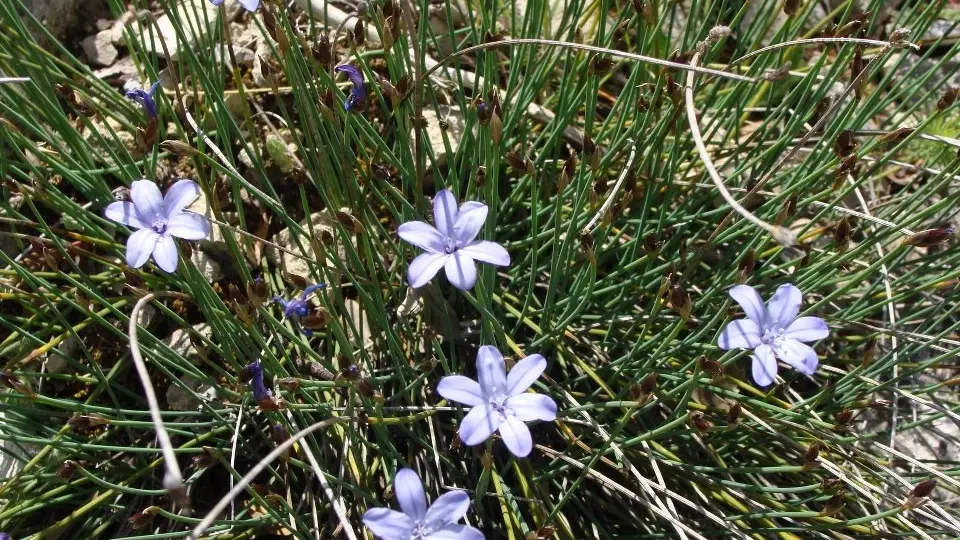 Les secrets des plantes du Domaine Solence