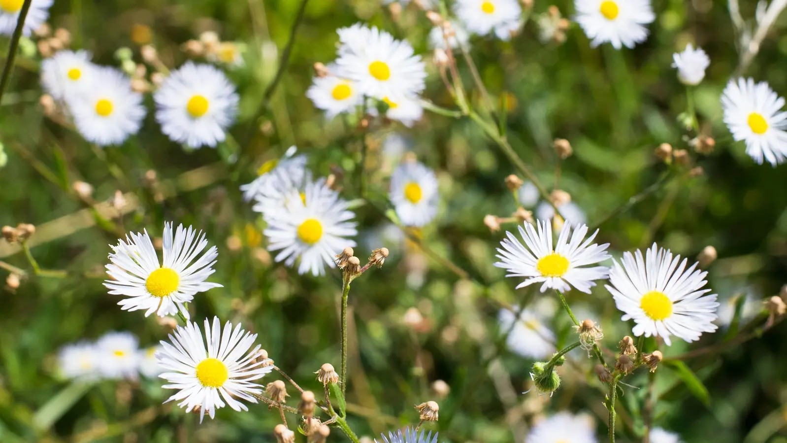 Fleurs