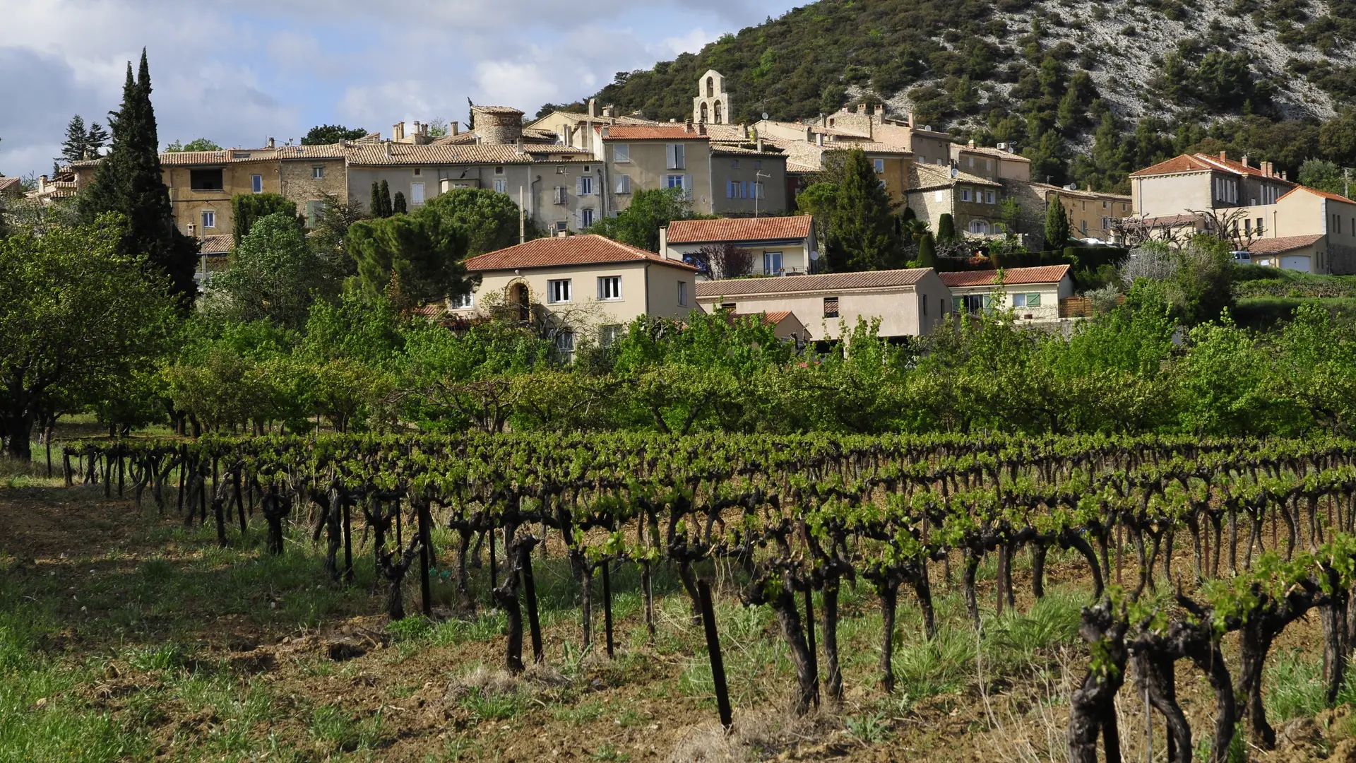 Les vignes de Rousset