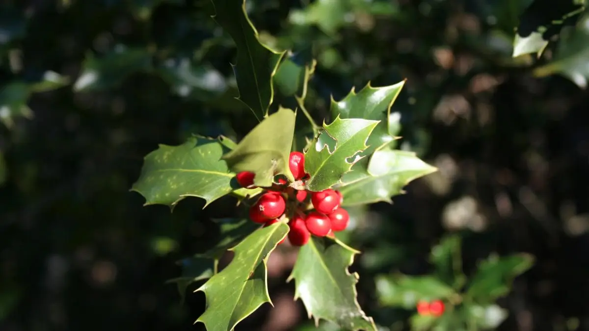 Campagne environnante: Houx pour les décorations de Noël