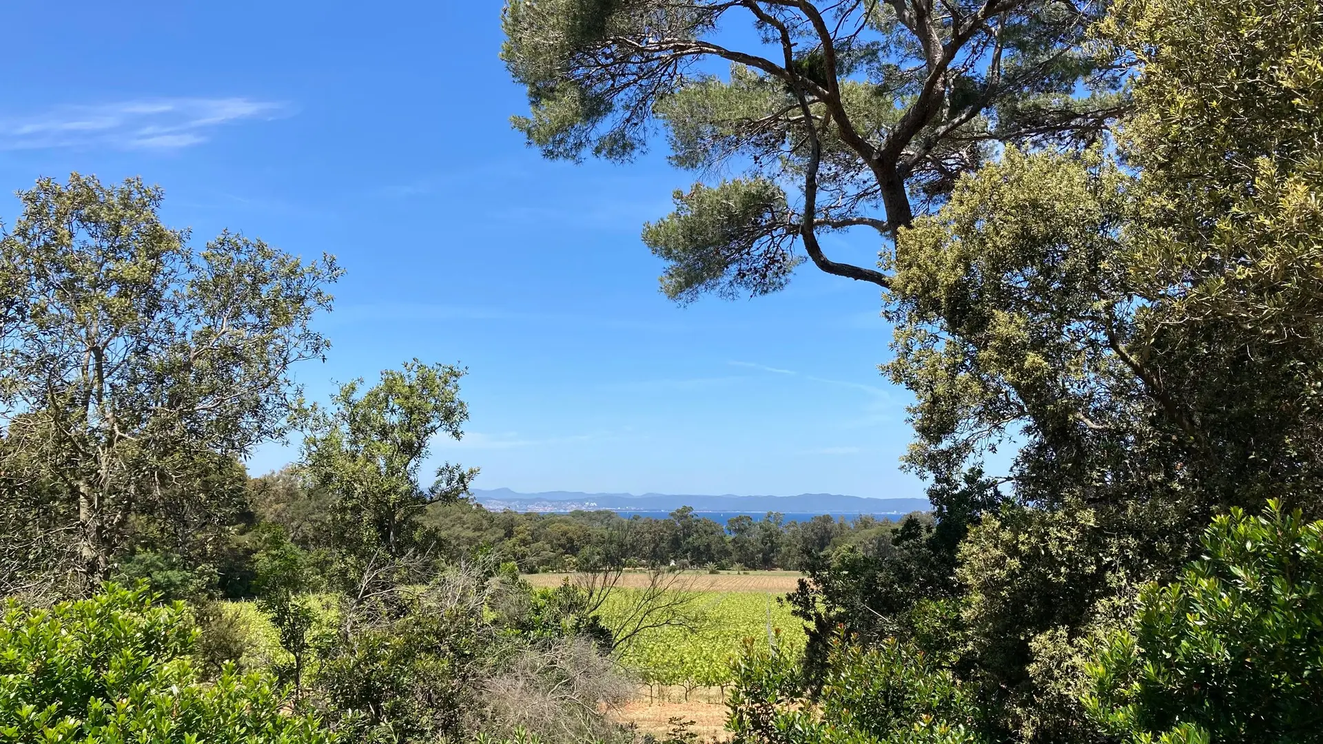 Vue depuis le sentier à Porquerolles