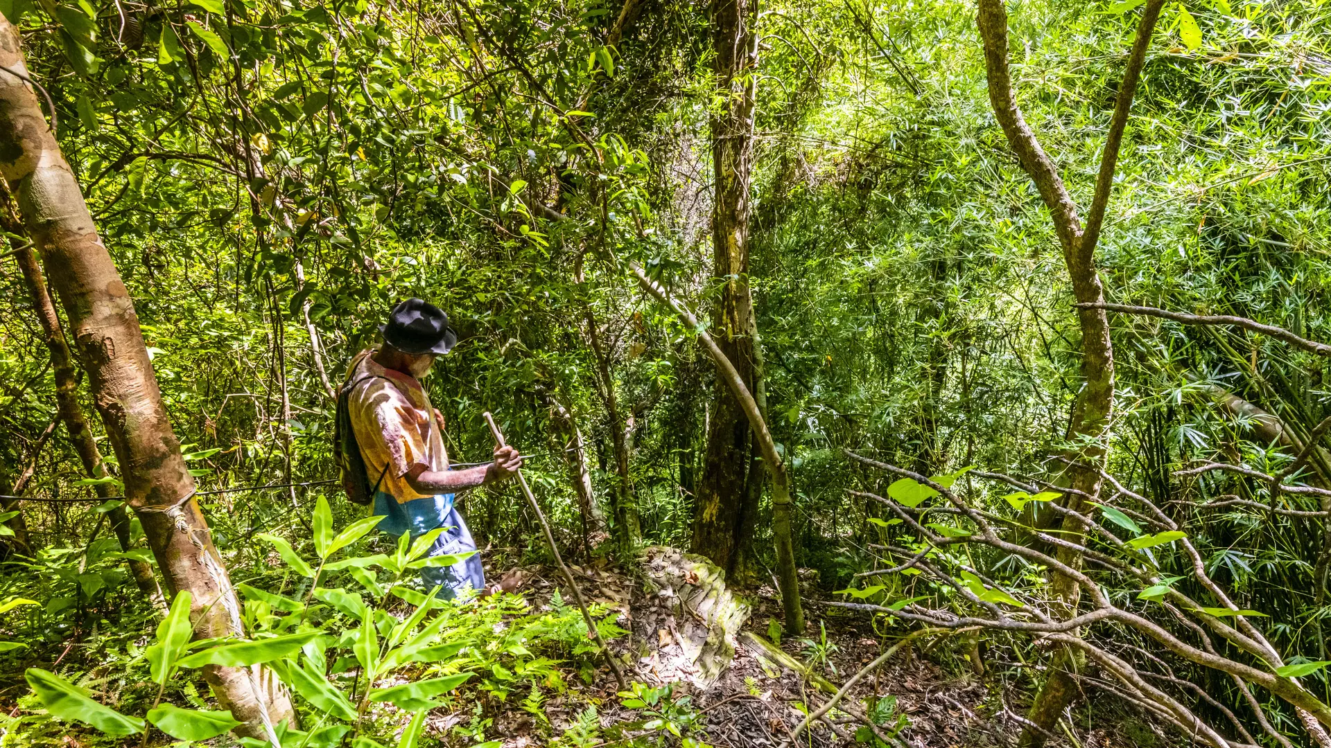 randonnée, forêt, pédestre, guide, Touho, côte océanienne