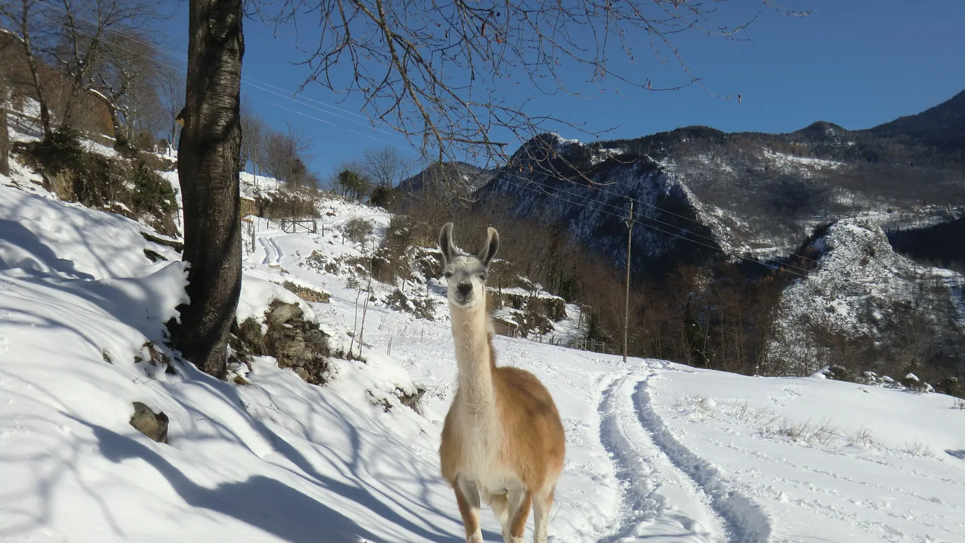 un lama dans la neige