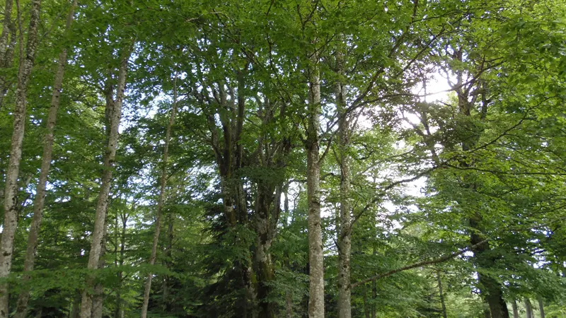 Forêt domaniale de l'Assise